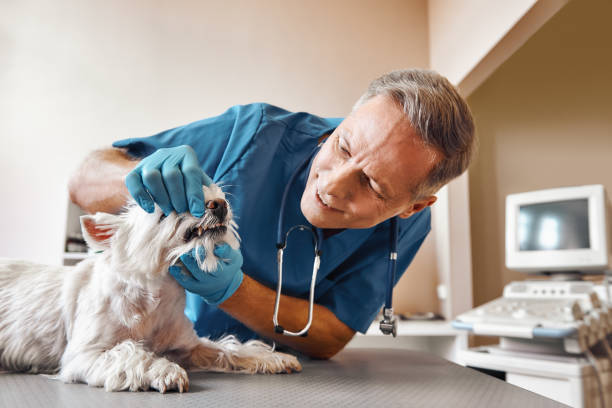 Best Mobile Emergency Dentist in Union Beach, NJ